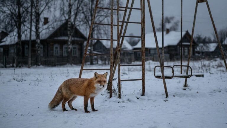 Kamchatka Confronts Fearless Foxes: Culling Underway for Safety