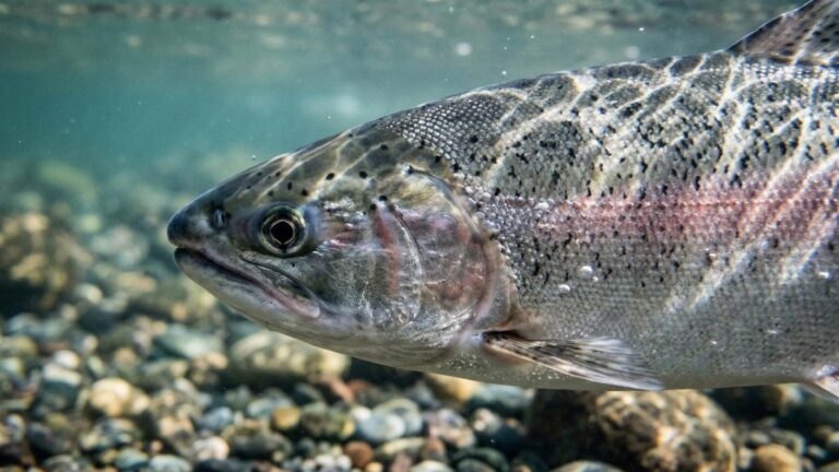 Ancient Climates, Modern Fisheries: Russia Unlocks Coho Salmon’s Evolutionary Secrets