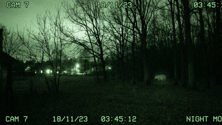 Kamchatka Authorizes Bear Cull Amid Rising Human-Wildlife Conflict