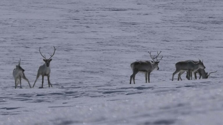 Anomalous Snow Traps Kamchatka’s Last Major Wild Reindeer Herd