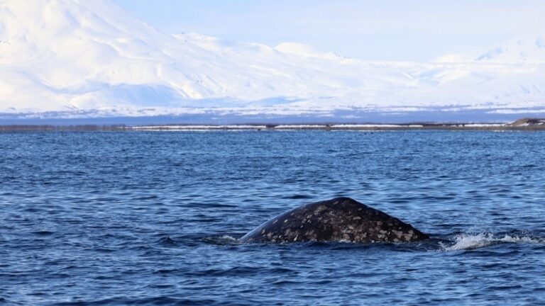 Arctic Odyssey: Gray Whales Arrive in Kamchatka, Unveil Harsh Pacific Journey