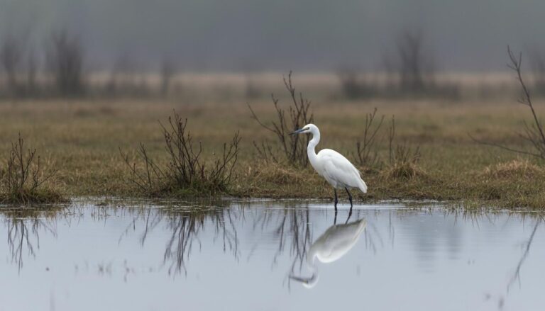 Unusual Avian Visitor Highlights Shifting Ecosystems in Russian Far East