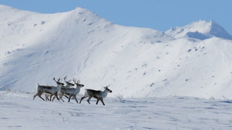 Russia’s Endangered Reindeer Herd Faces Climate Challenge in Kamchatka