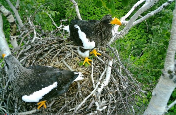 Kamchatka’s Wild Heart: Scientists Peer Into Majestic Sea Eagle Nests
