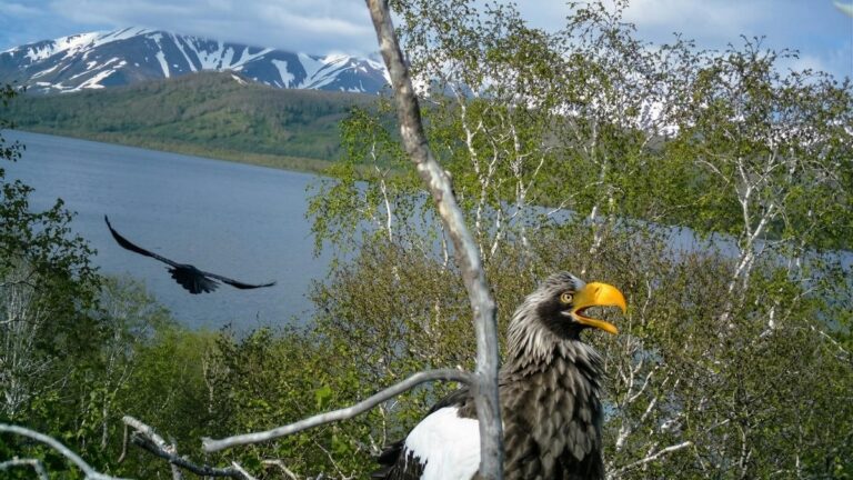 Kamchatka’s Eagles: A Window into Global Conservation Challenges and Successes
