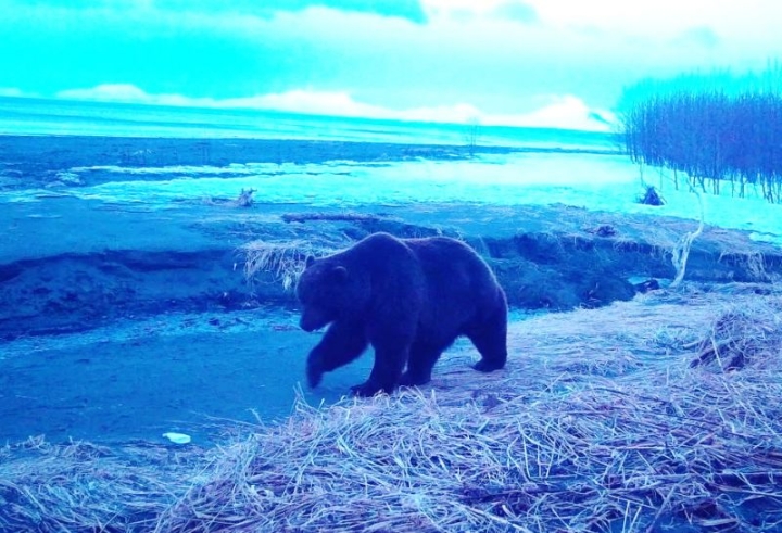 Kamchatka’s Hibernation Ends: First Bear Sighting Signals Spring’s Return