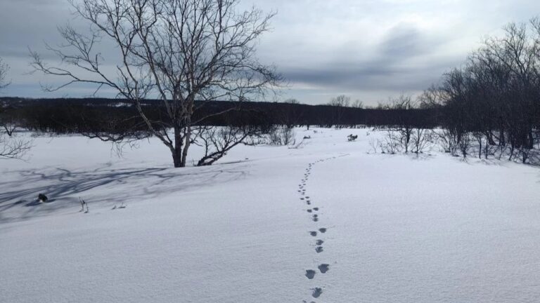 Kamchatka’s Epic Winter Census Unveils Dynamic Ecosystem Shifts