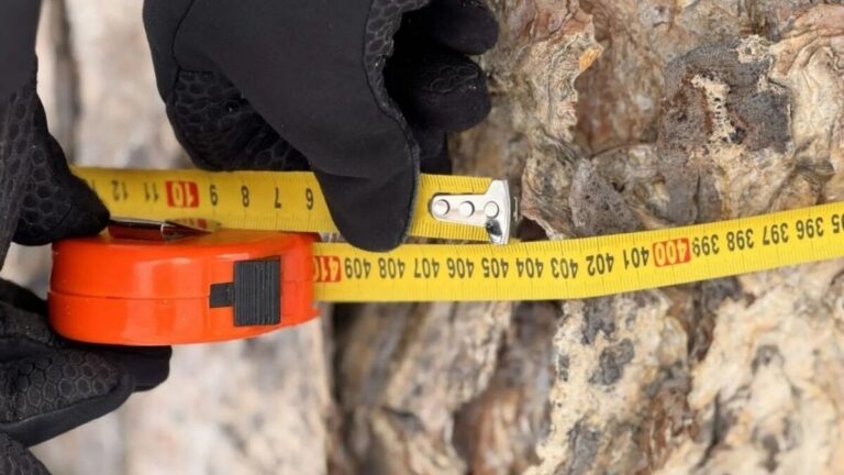 Ancient Birch in Russian Far East: A Centuries-Old Botanical Marvel