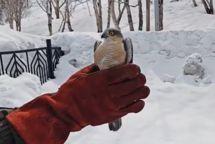 Kamchatka Encounter: Predator Bird’s Unexpected Urban Foray