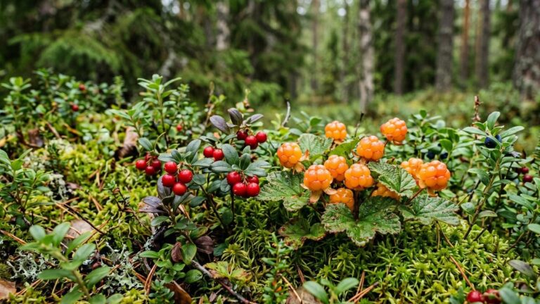 Kamchatka Tightens Wild Harvest Rules to Protect Unique Ecosystem