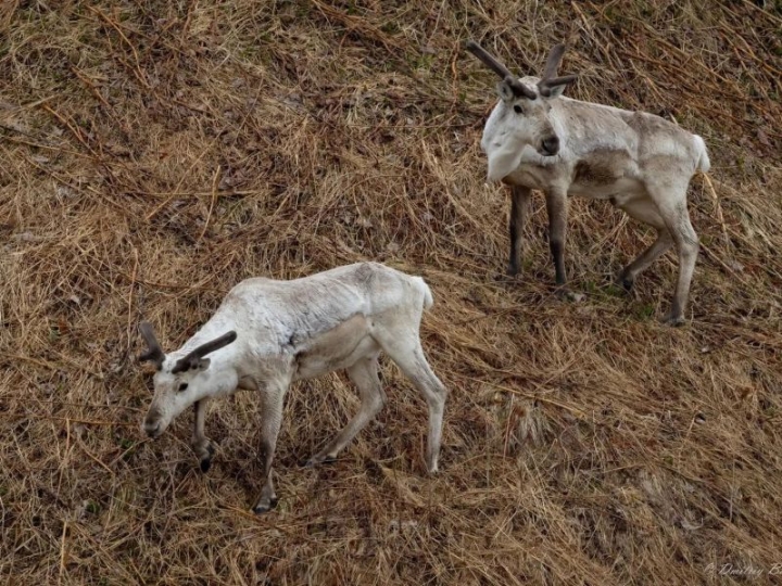Kamchatka’s Enduring Wilderness: Wild Reindeer Males Herald New Season