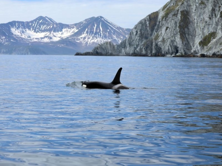 Kamchatka’s Call: Free Online Course Boosts Responsible Marine Tourism