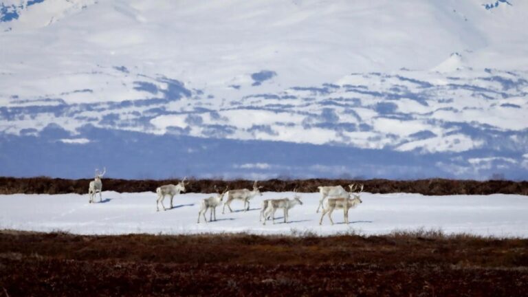 Kamchatka’s Last Wild Reindeer Herd Migrates, Echoes Global Conservation