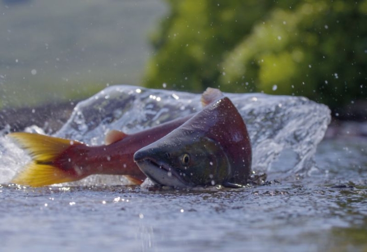 Guardians of Kamchatka: A New Alliance Protects Vital Sockeye Salmon