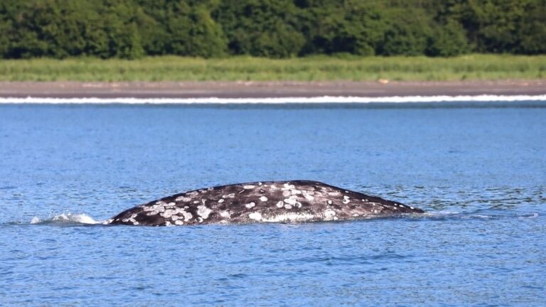Kamchatka’s Rare Whales: Public Joins Global Migration Study