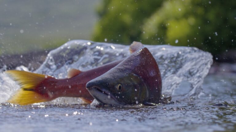 Kamchatka Unites: Multi-Stakeholder Alliance to Save Sockeye Salmon