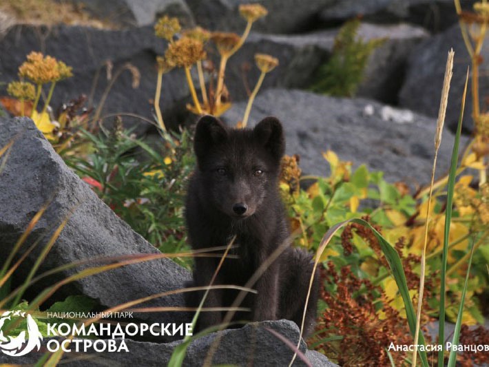 Medny Island Expedition: Russia’s Vital Role in Global Biodiversity