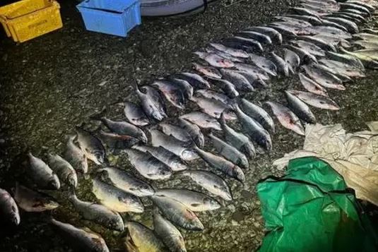 Kamchatka Poachers Face Justice for Million-Ruble Salmon Haul