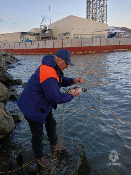 From Nets to Freedom: Kamchatka Rescuers Save Duck in Iconic Avacha Bay