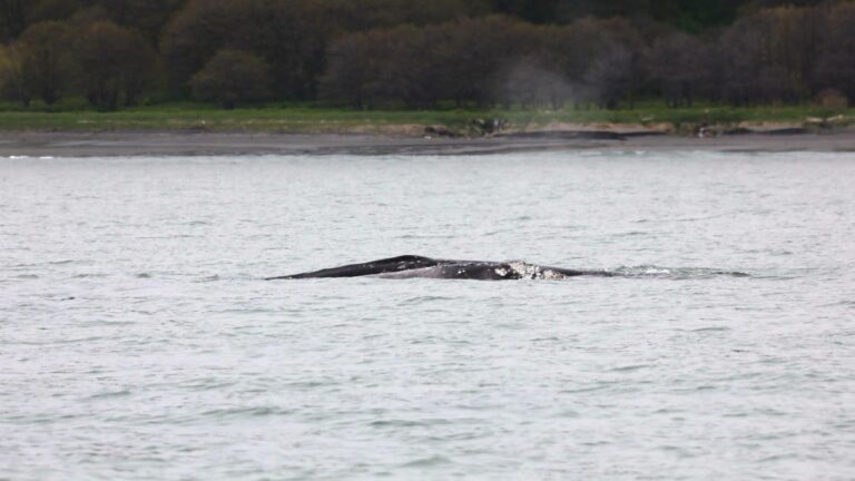 Epic Journey Ends: Gray Whale Mother and Calf Reach Kamchatka Sanctuary