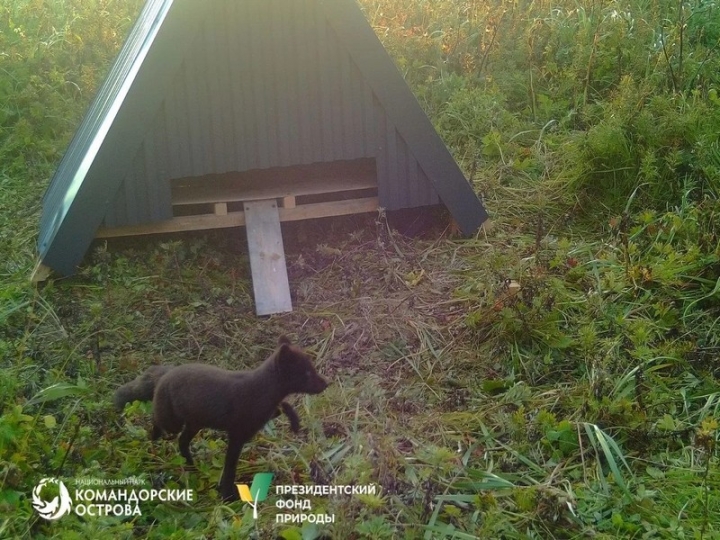 Russian Arctic Foxes Beat Winter Odds Amid Urgent Conservation Push