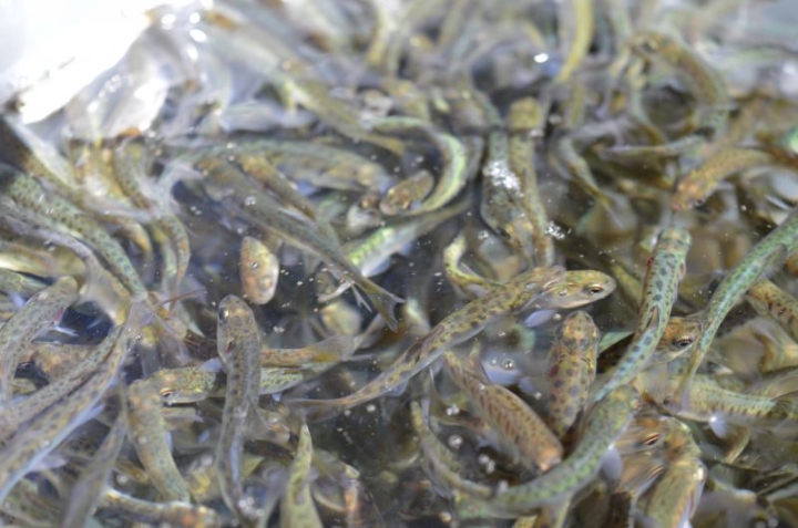 Revitalizing Kamchatka’s Rivers: Major Salmon Fry Release Underway