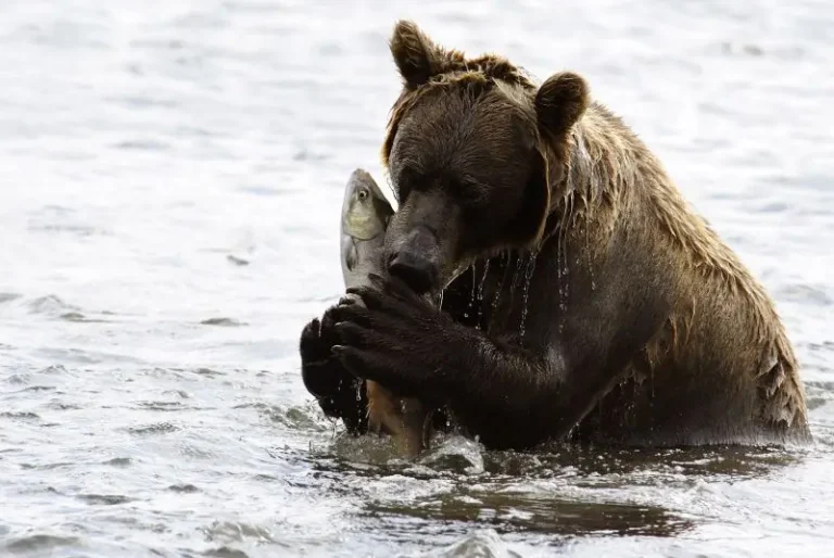 Tourists Warned Against Feeding Kamchatka Bears