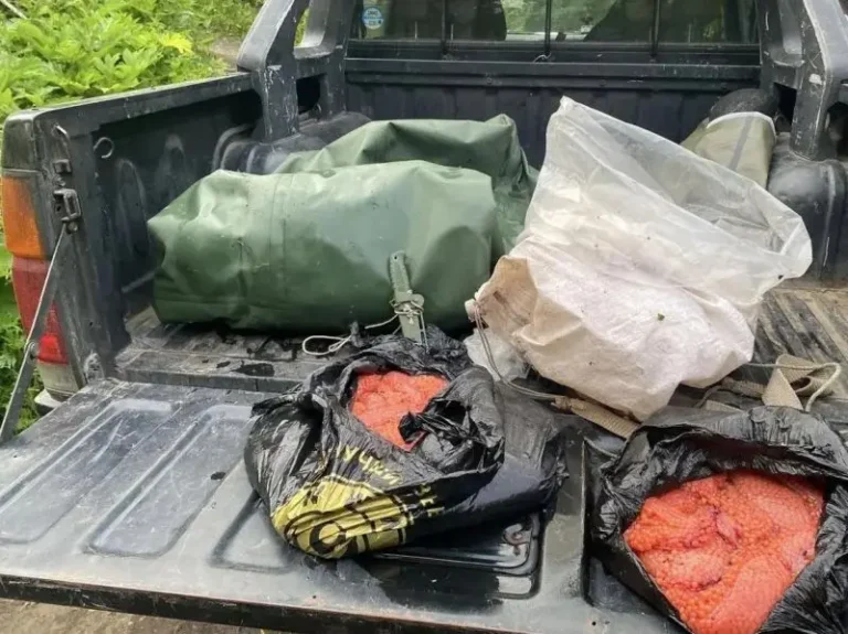 Kamchatka Inspectors Seize 16 Kilograms of Poached Caviar