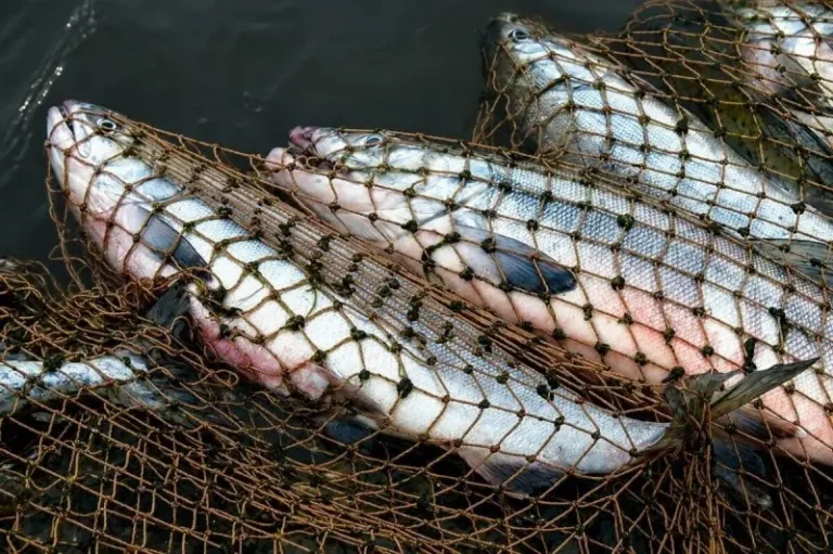 Kamchatka Allocates 30 Traditional Salmon Fishing Sites for Indigenous Peoples