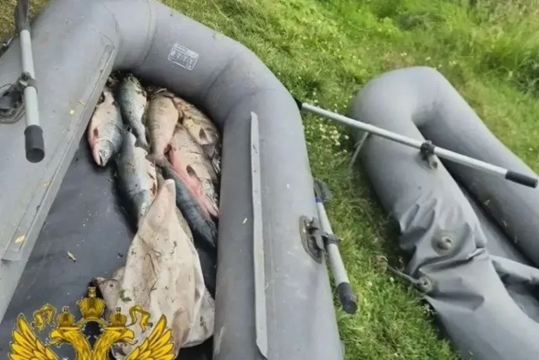 Poachers Detained in Kamchatka Over Illegal Salmon Catch