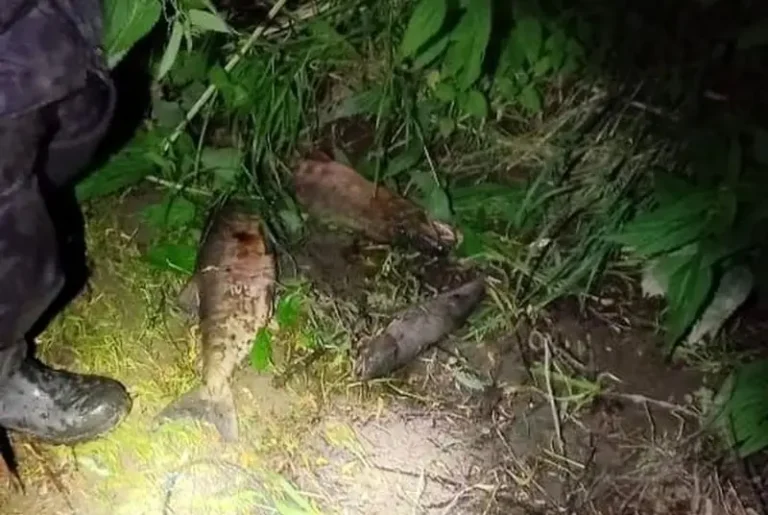 Poachers Detained in Kamchatka Over Illegal Sockeye Salmon Fishing