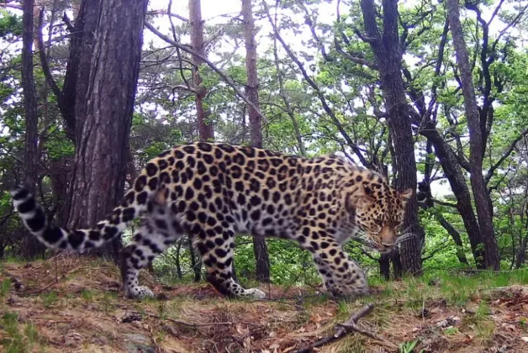 Far Eastern Leopard Population Grows Sixfold Over 20 Years