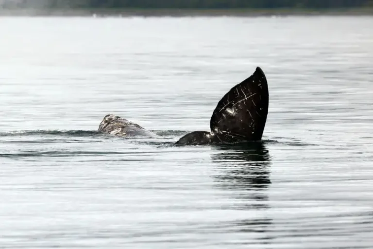 Fifty-Six Gray Whales Recorded in Kamchatka’s Kronotsky Gulf