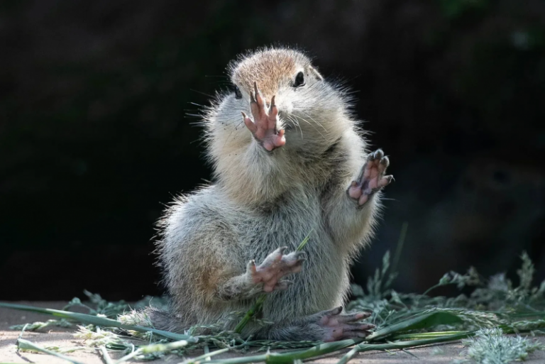 Tourists Warned Against Feeding Kamchatka Ground Squirrels