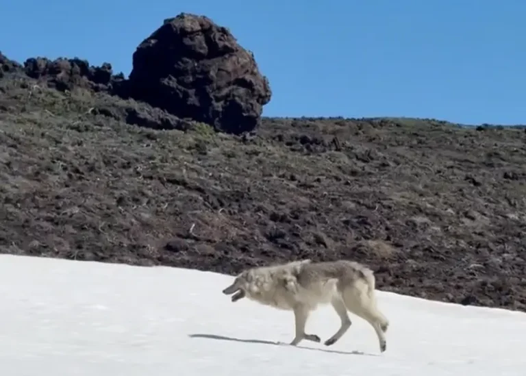 Wolf Spotted Consuming Prey Near Kamchatka’s Gorely Volcano