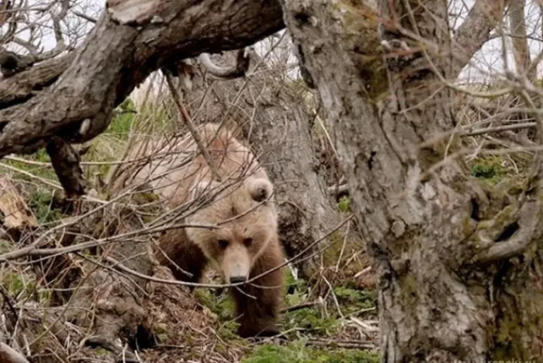 Debunking Common Misconceptions About Kamchatka Brown Bears