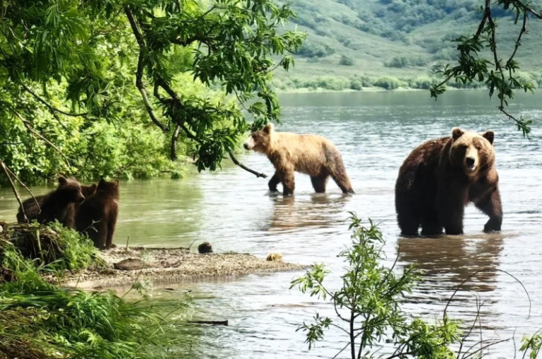 Snowmelt Flooding Does Not Disrupt Ecotourism at Kamchatka’s Kuril Lake