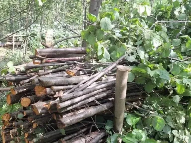 Kamchatka Forestry Workers Clear Vegetation to Support Young Trees