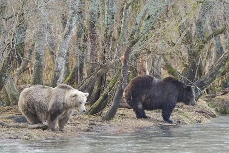 Construction Begins on Kamchatka Wildlife Rehabilitation Center