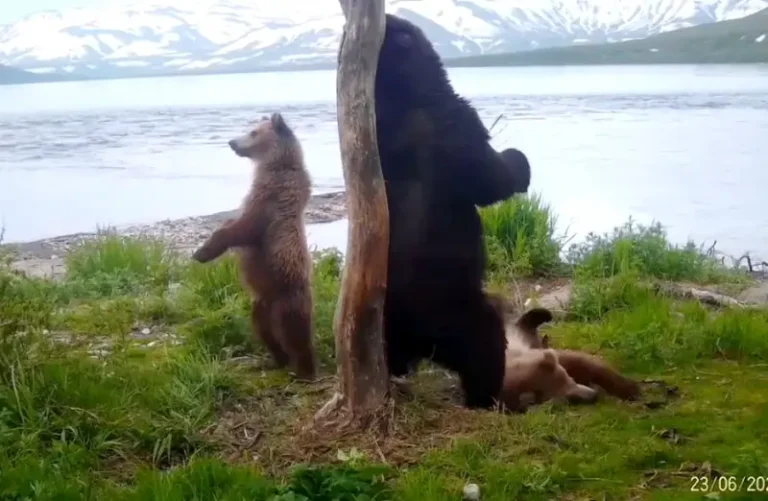 Kamchatka Bears Use Marking Trees for Communication at Kuril Lake
