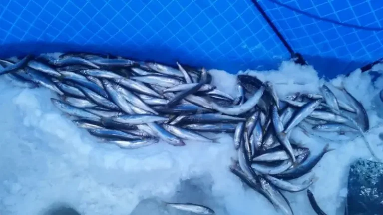 Half-Ton of Poached Smelt Seized in Kamchatka Krai