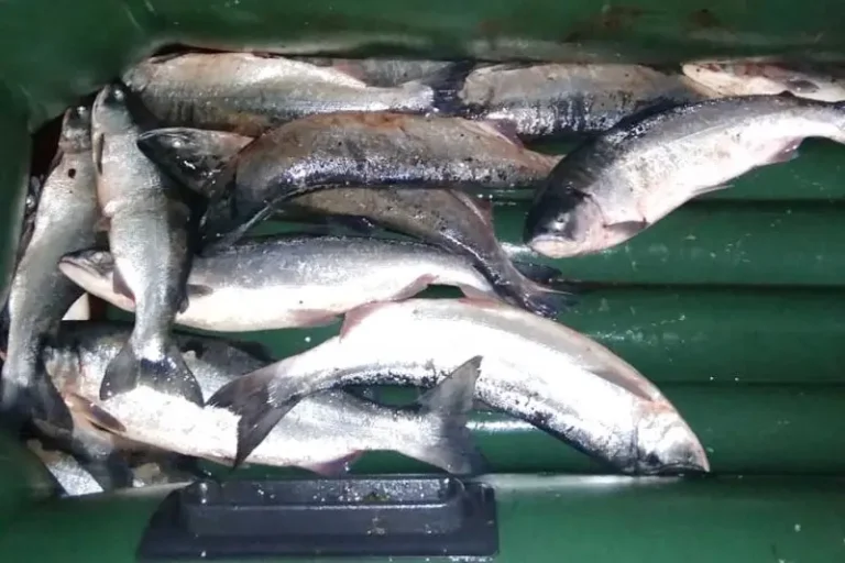 Kamchatka Fishery Patrols Seize 304 Kilograms of Illegal Catch