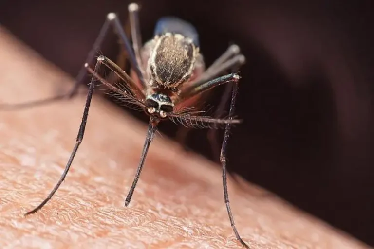 Rare Marine Midge Rediscovered in Kamchatka After Nearly a Century