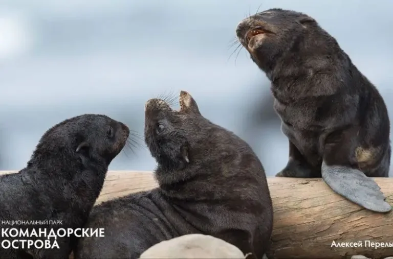 Seal and Sea Lion Pups Enter Active Rearing Phase on Commander Islands