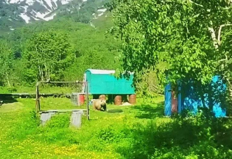Bear Sighted at Kamchatka Hot Springs Prompting Tourist Warnings