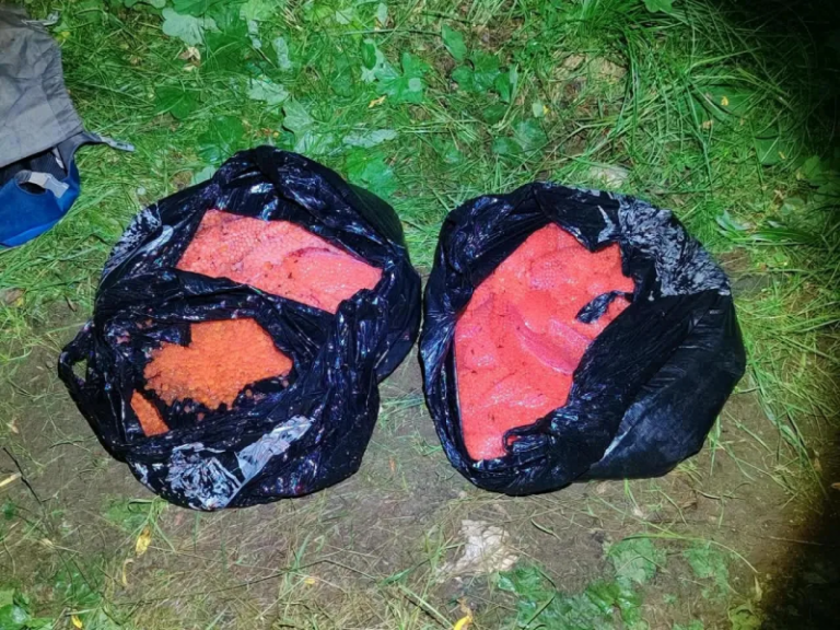 Kamchatka Fishery Inspectors Apprehend Two Salmon Poachers
