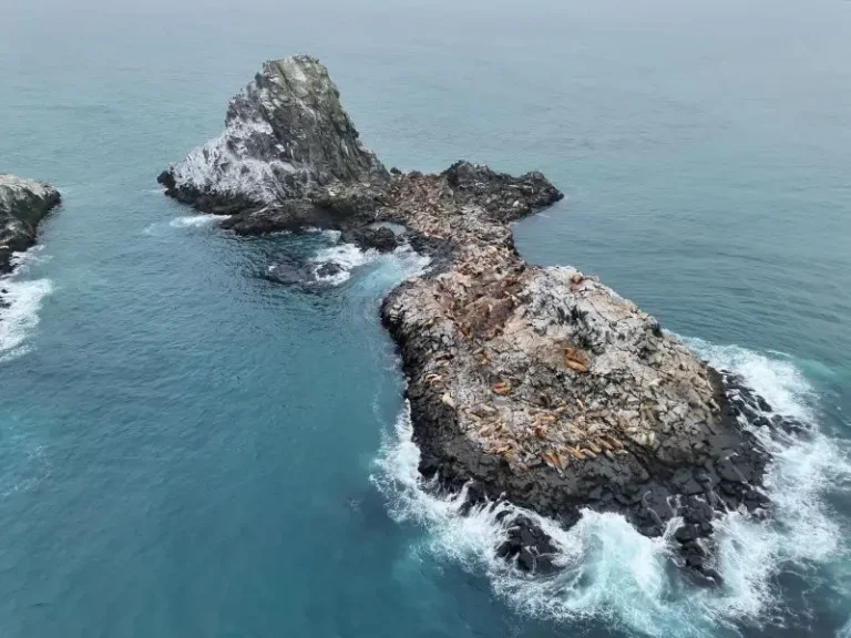 Drones Track Steller Sea Lion Reproduction in Kamchatka Reserve