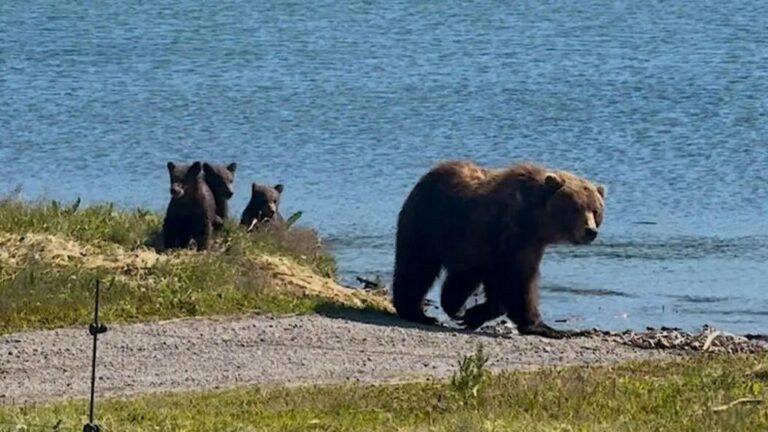 Brown Bear Fishing Season Begins in South Kamchatka