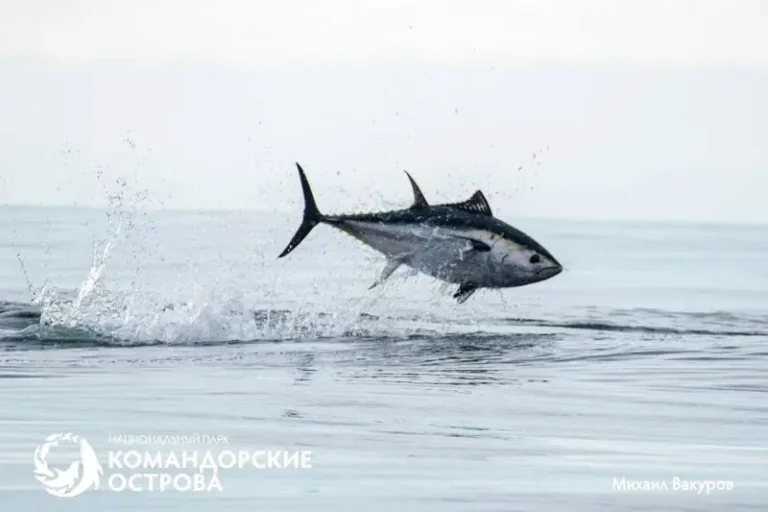 Pacific Bluefin Tuna Reach Commander Islands – Ecosystems at Risk