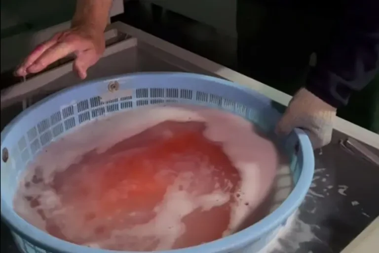 Kamchatka Hatchery Begins Pacific Salmon Egg Incubation